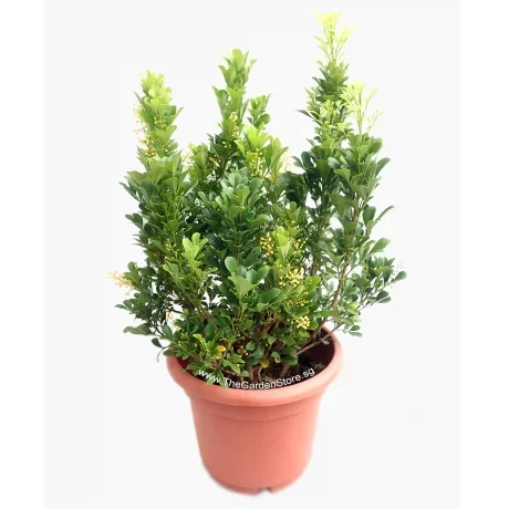 Aglaia odorata Chinese perfume plant