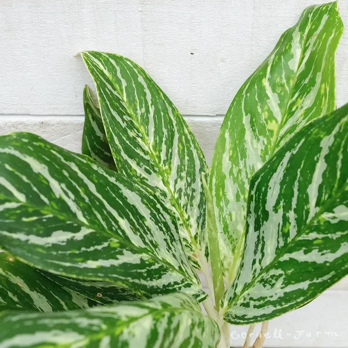 Aglaonema 10in Golden Madonna