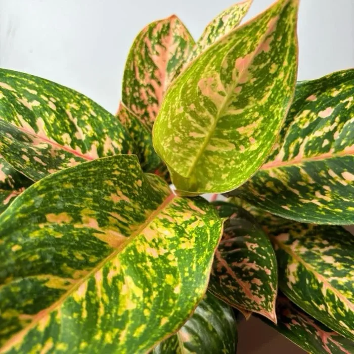 Aglaonema ‘Pink Starlight’