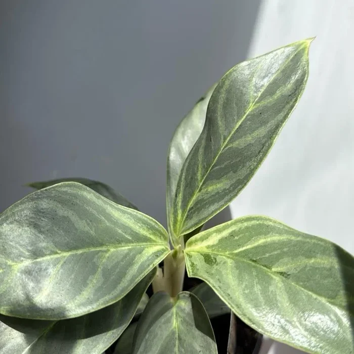 Aglaonema Night Sparkle