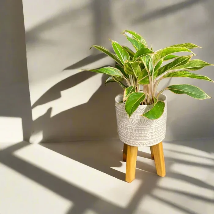 Aglaonema Siam Pink