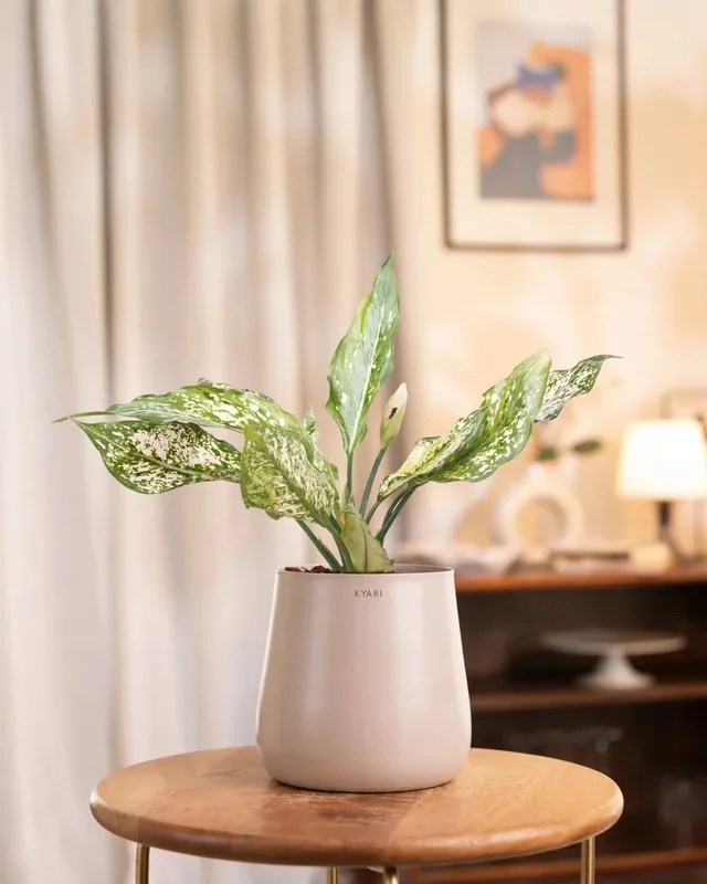 Aglaonema Snow White Plant with Medium Self Watering Pot – BYOB