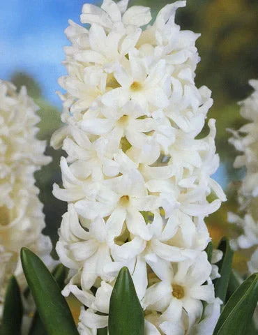 Aiolos Hyacinth Bulbs