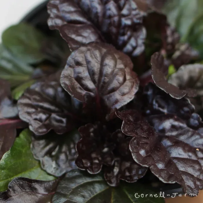 Ajuga reptans Black Scallop 4.25in CF