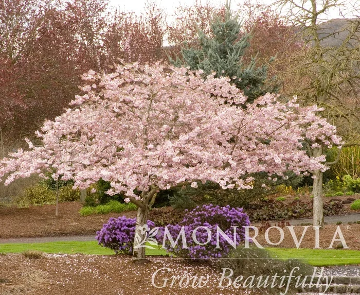 Akebono Yoshino Cherry – Monrovia