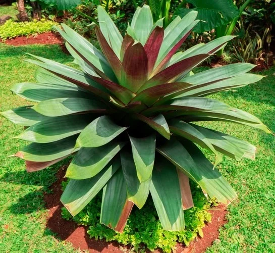 Alcantarea ‘Purple’ Imperial Bromeliad 8″ Pot