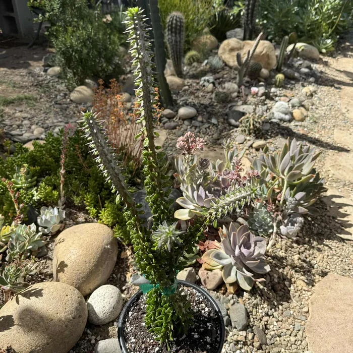 Alluaudia procera “Ocotillo”