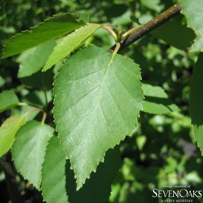 Alnus rhombifolia 7gal 1.5cal White Alder