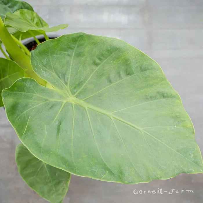 Alocasia 12in Calidora