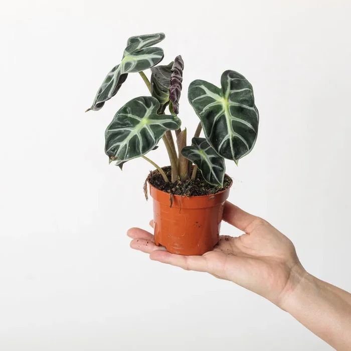 Alocasia ‘Balloon Heart’
