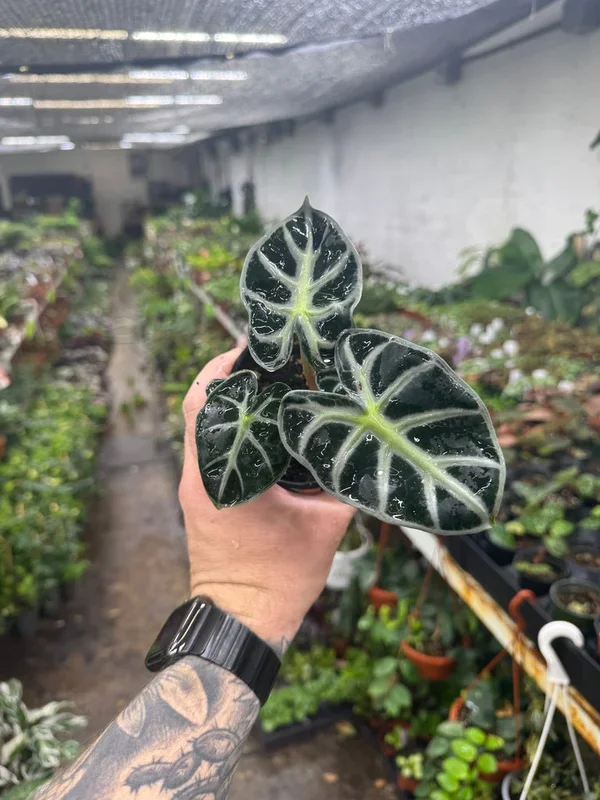Alocasia ‘Parasol’