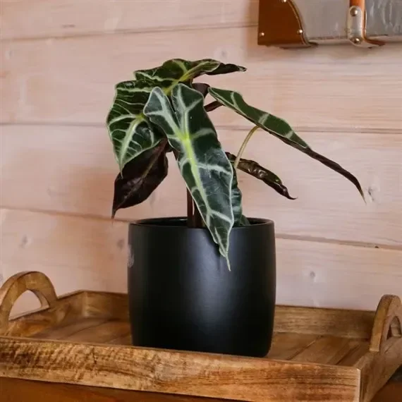 Alocasia Amazonica Polly Houseplant – 12cm Pot