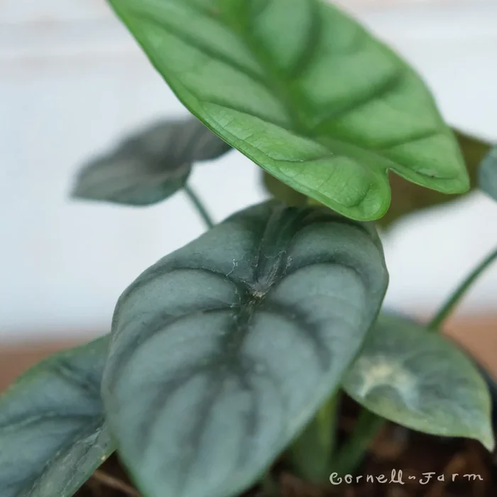 Alocasia baginda 4in Silver Dragon