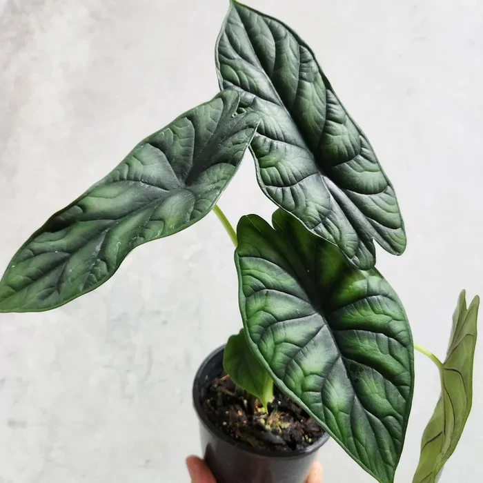 Alocasia Baginda Dragon Scale – 100mm