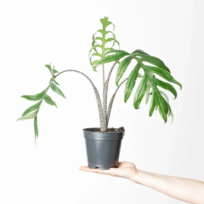 Alocasia brancifolia ‘Pink Passion’
