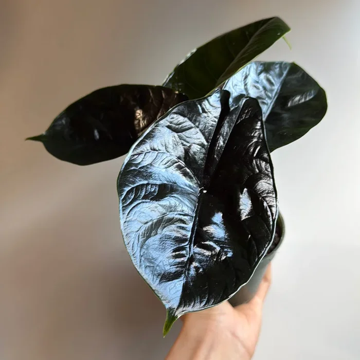Alocasia Green Unicorn