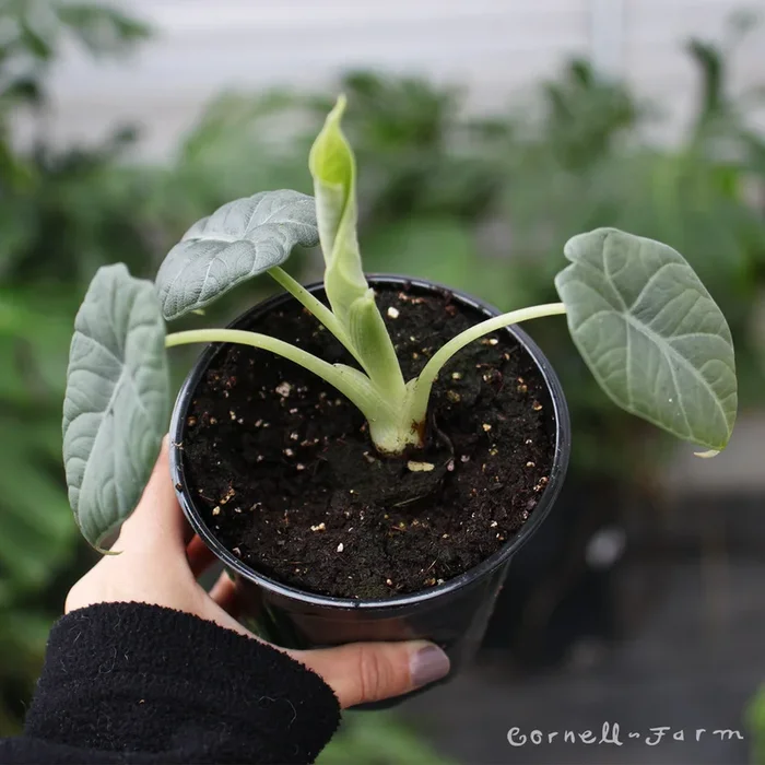 Alocasia hyb. 6in Maharani