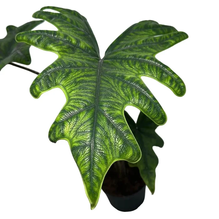 Alocasia Jacklyn 6” pot