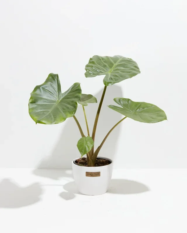 Alocasia Kuching Mask