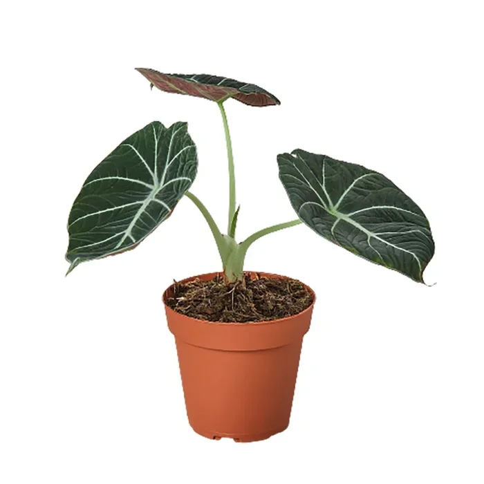 Alocasia Reginula ‘Black Velvet’ – 6″ Pot – NURSERY POT ONLY