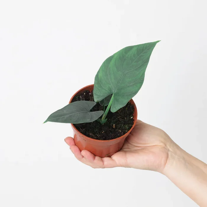 Alocasia scabriuscula