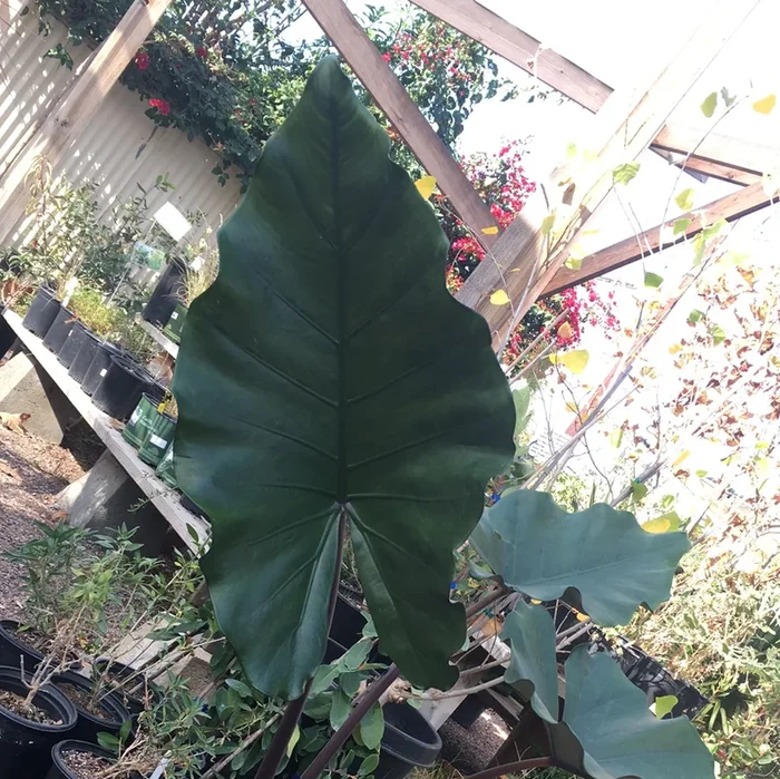 Alocasia sumo