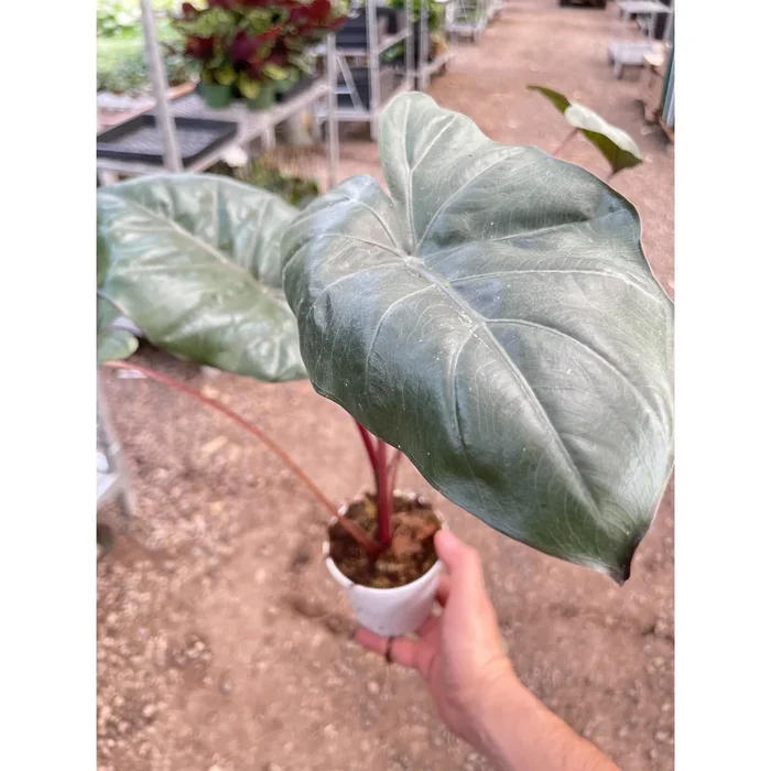 Alocasia Yucatan Princess – 4″ Pot
