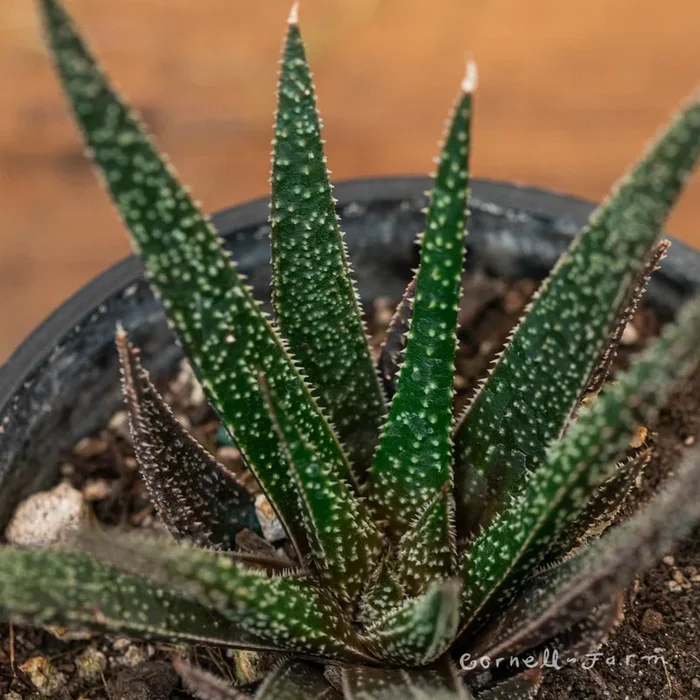 Aloe 4in Twilight Zone