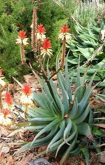 Aloe ‘David Verity’