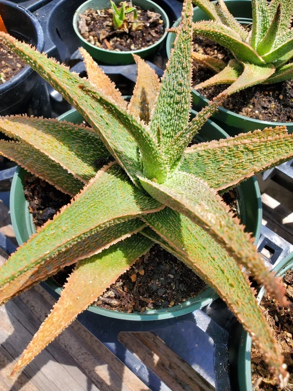 Aloe ‘Vito’