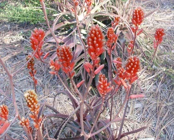 Aloe dawei – Aloe dawei
