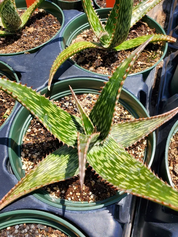 Aloe rauhii ‘Snowflake’
