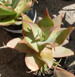 Aloe striata x maculata