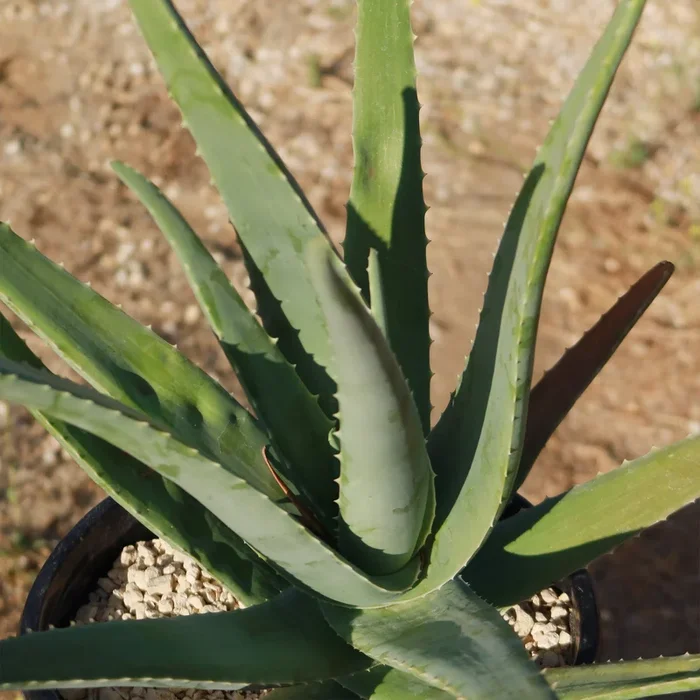 Aloe Vera – Aloe barbadensis ‘miller’