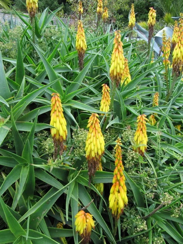Aloiampelos striatula