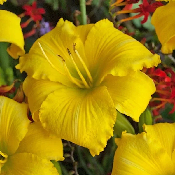 Alpha Centauri – Daylily