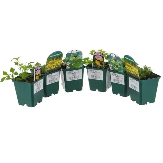Alpine Plant 9cm – Set of 5 – Yellow
