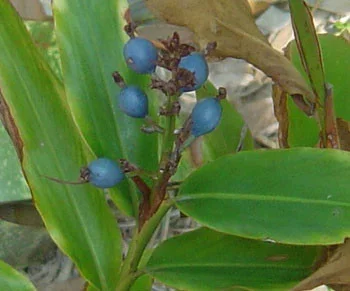 Alpinia caerulea – Blue Fruited Ginger Seeds
