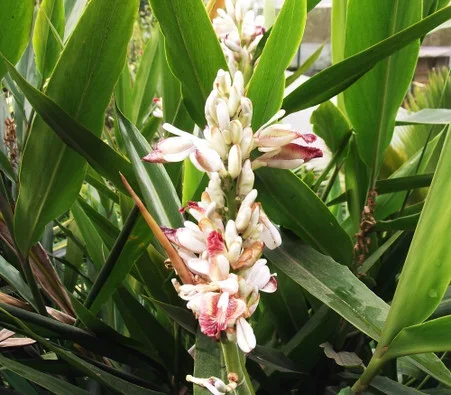Alpinia galanga – Thai Galangal Seeds