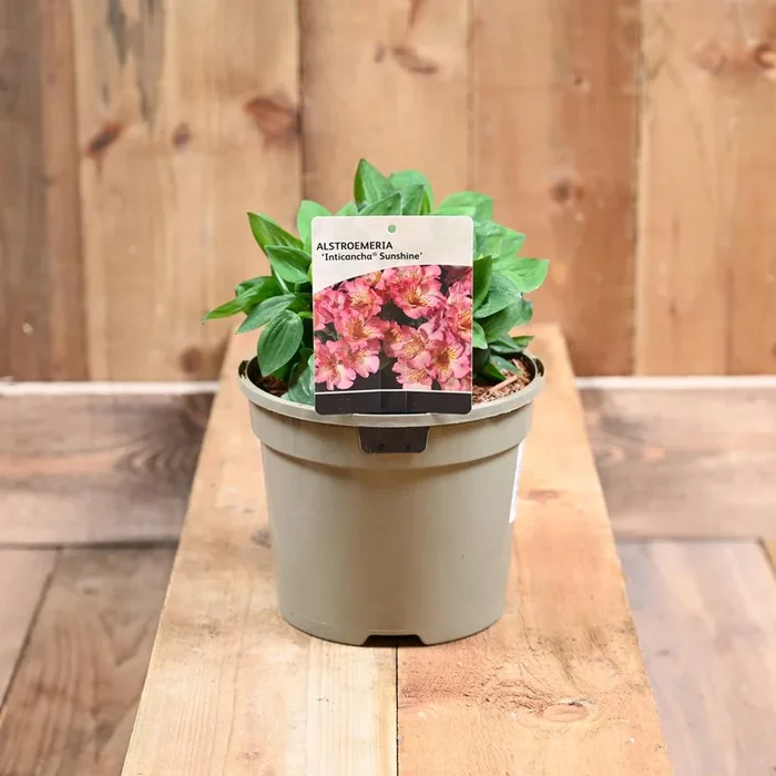 Alstroemeria Inticancha Sunshi 3L