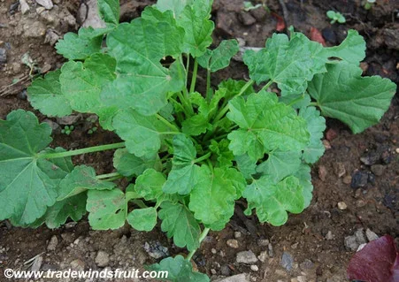 Althaea officinalis – Marsh Mallow Seeds