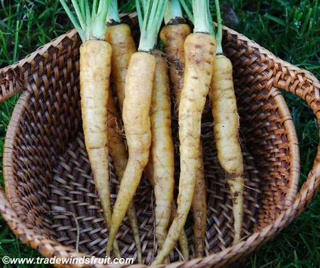 Amarillo Carrot