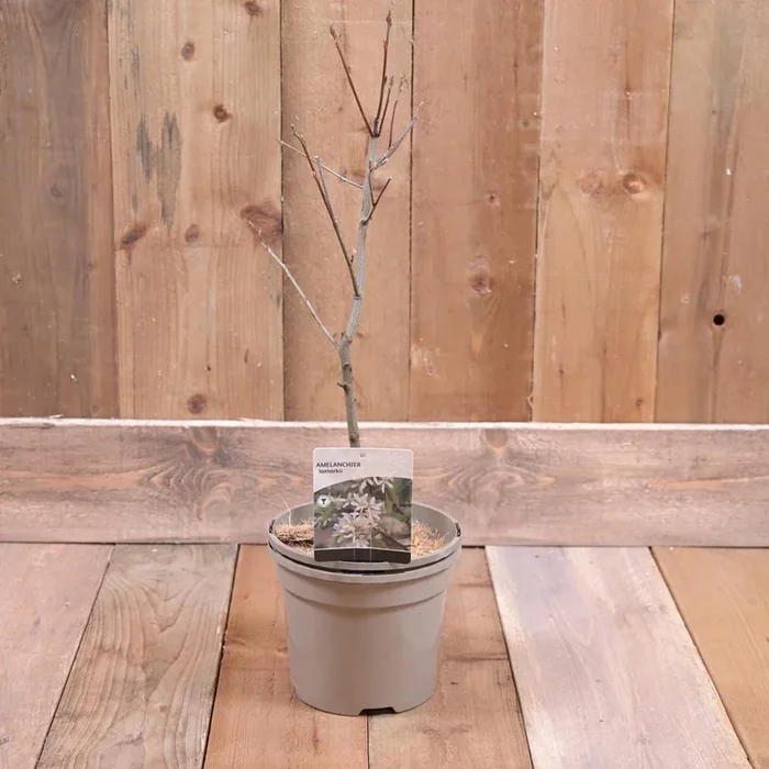 Amelanchier Lamarkii 3L