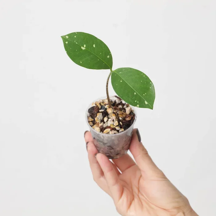 Amorphophallus lacourii