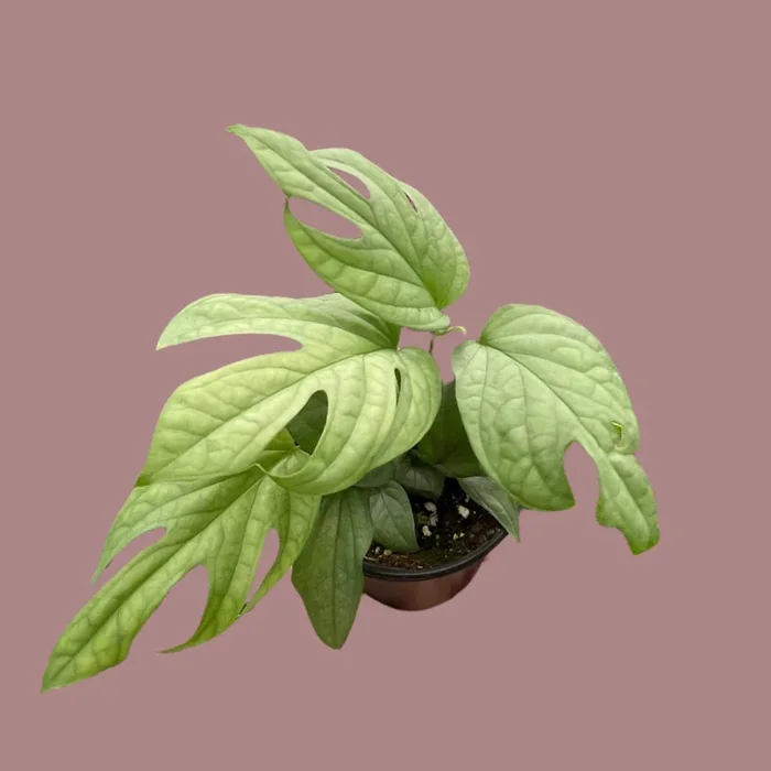 Amydrium Silver AKA Spiderman Monstera