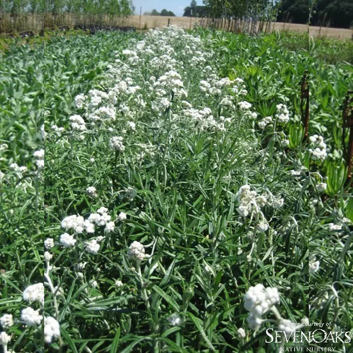 Anaphalis margartacea 1gal. Pearly Everlasting
