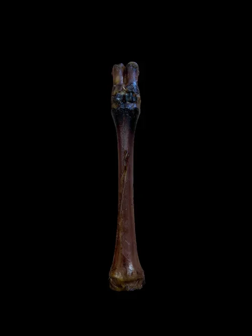 Anco Red Deer Leg 1pk