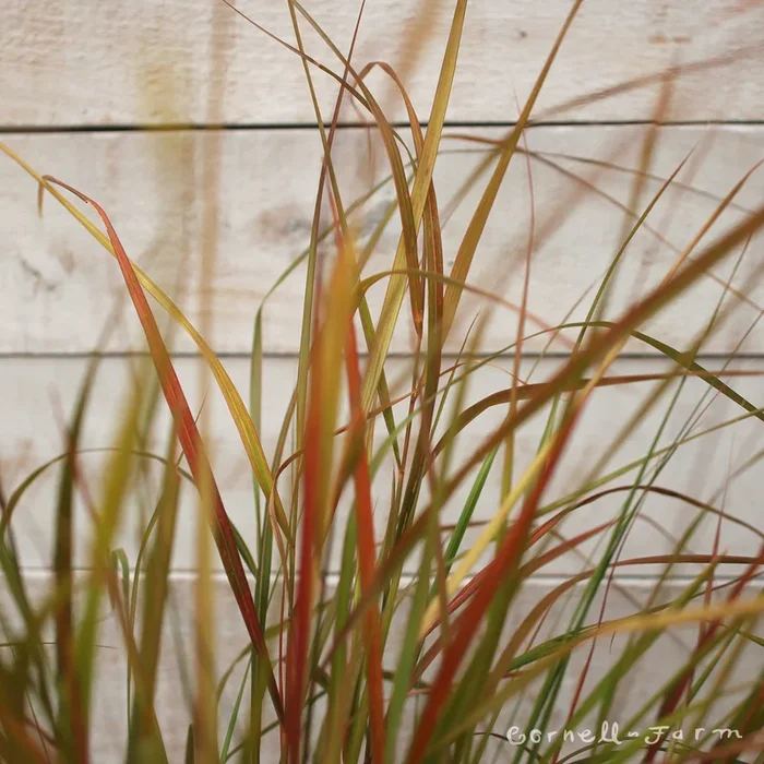 Anemanthele lessoniana 1gal Pheasant’s Tail Grass