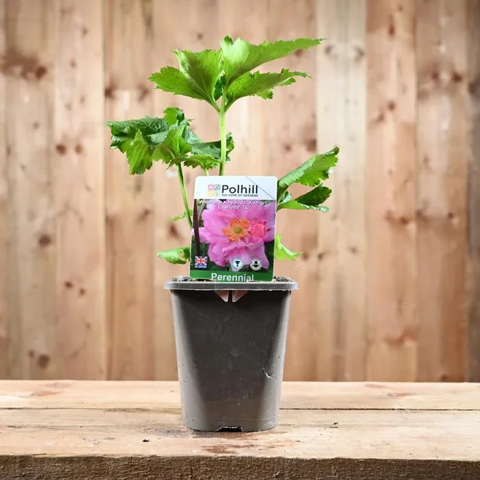 Anemone X Hybrida Konigin Charlotte 1L