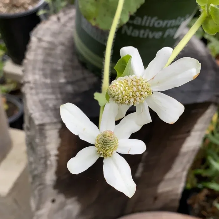 Anemopsis californica, Yerba Mansa